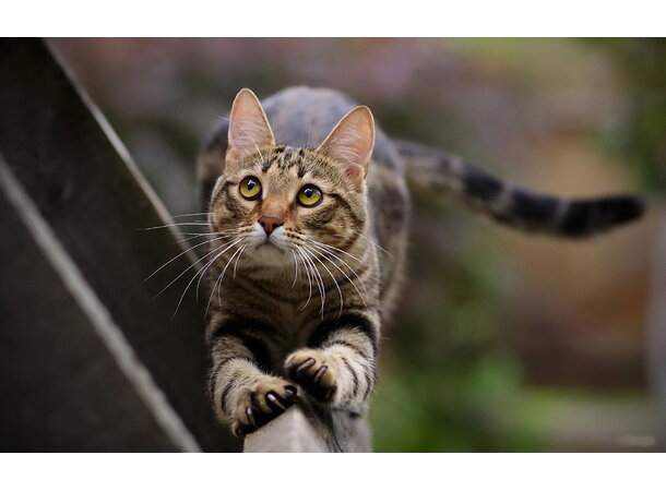 Trond Egils korte skjørt